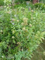 Лот: 19244840. Фото: 2. Черемша садовая СЕМЕНа №40. Семена, рассада, садовые растения