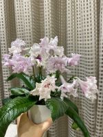 Лот: 20009682. Фото: 2. Стрептокарпус DS-Нежно-розовый... Комнатные растения и уход