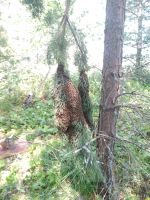 Лот: 14595599. Фото: 3. Мёд со своей пасеки. Сибирское... Красноярск