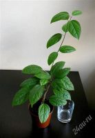 Лот: 2326345. Фото: 2. Клеродендрум "Томсона". Комнатные растения и уход