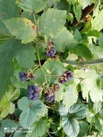 Лот: 19442518. Фото: 5. ежемалина N 11