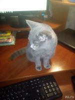 Лот: 8691289. Фото: 3. Отдам Кошку - Британка по блиц... Растения и животные