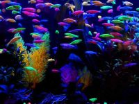 Лот: 20346734. Фото: 4. Данио глофиш Вуалевые - сияющие... Красноярск