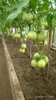 Лот: 14315158. Фото: 2. Помидоры домашние. Продукты