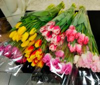 Лот: 1541552. Фото: 7. Крупные тюльпаны оптом и в розницу...