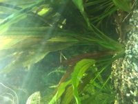 Лот: 12644955. Фото: 3. Эхинодорус Рубин. Большой куст... Растения и животные