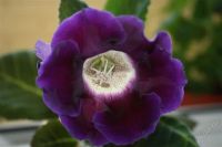 Лот: 2861919. Фото: 2. Глоксиния 8 (цветет). Комнатные растения и уход