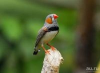 Лот: 10067476. Фото: 5. Амадины (молодая готовая пара...