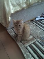 Лот: 7054765. Фото: 2. Рыжий котёнок. Животные и уход