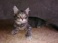 Лот: 11673842. Фото: 4. Котенок от Сибирской кошки. Красноярск