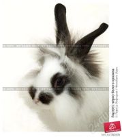 Лот: 428318. Фото: 2. Отдам кроликов в хорошие руки!. Животные и уход