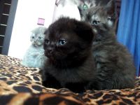 Лот: 4598971. Фото: 2. продам породистого шотландского... Животные и уход