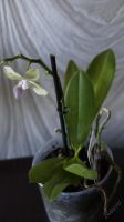 Лот: 5708123. Фото: 3. Орхидея Фалинопсис Мини желтая... Растения и животные