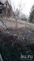 Лот: 13689497. Фото: 3. Шиповник садовый крупный, плодоносяший... Для дачи, дома, огорода, бани, парка