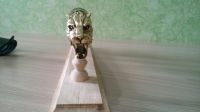 Лот: 11270496. Фото: 4. Барс! Дамаск! Кизляр!. Красноярск