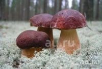 Лот: 20677154. Фото: 7. Продам грибы урожай 2023