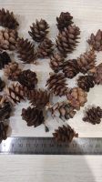 Лот: 25900025. Фото: 4. Шишки маленькие лиственница