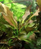 Лот: 17163022. Фото: 2. Эхинодорус Арлекин (Echinodorus... Аквариумистика