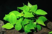 Лот: 16203643. Фото: 2. Анубиас Бартера вар. Нана (Anubias... Аквариумистика