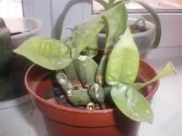 Лот: 2562142. Фото: 2. орхидея Odontoglossum grande. Комнатные растения и уход