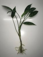 Лот: 16601224. Фото: 3. Аглаонема «Treubii». Растения и животные