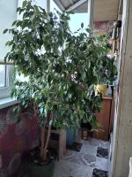 Лот: 20656402. Фото: 2. Фикус бенджамина. Комнатные растения и уход