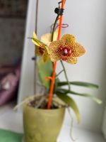 Лот: 15313371. Фото: 5. Орхидея