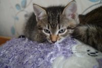 Лот: 7299804. Фото: 2. Очаровательный котёнок!!!. Животные и уход