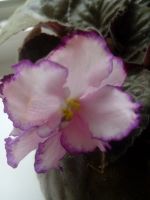 Лот: 19365573. Фото: 3. Сортовая фиалка "Kris". Растения и животные