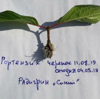 Лот: 14947285. Фото: 3. Радигрин для черенкования растений. Растения и животные