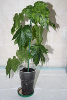 Лот: 4890688. Фото: 3. Абутилон пестролистный (мозаика... Растения и животные