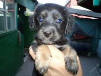 Лот: 1886590. Фото: 3. Помеси Спаниеля!. Растения и животные