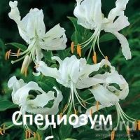 Лот: 12329183. Фото: 3. лилия Пурпл принц (Блоод Бразер... Для дачи, дома, огорода, бани, парка