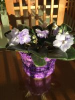 Лот: 18587470. Фото: 5. Фикус Бенджамина больше1 м, большой...