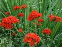 Лот: 15960118. Фото: 4. Лихнис халцедонский (Lychnis chalcedonica... Красноярск