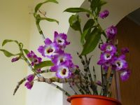 Лот: 8227396. Фото: 6. Взрослая орхидея "дендробиум нобиле...