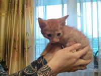 Лот: 12659858. Фото: 2. Рыжий котёнок (пацан) HELP!!!. Животные и уход