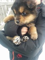 Лот: 5178661. Фото: 3. Потерянные малыши-щенята ищут... Растения и животные