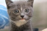 Лот: 4834640. Фото: 2. Пушистый подарок на Новый Год. Животные и уход