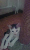 Лот: 7992261. Фото: 6. Котята