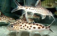 Лот: 16307305. Фото: 2. Синодонтис далматин (Synodontis... Аквариумистика