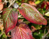 Лот: 13830198. Фото: 8. Калина Гордовина (Vibúrnum lant...