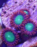 Лот: 11326866. Фото: 2. Зоантус Гоблин Фаер. Аквариумистика