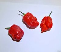 Лот: 12090842. Фото: 2. Плод Перца 7pot Chaguanas Red... Продукты