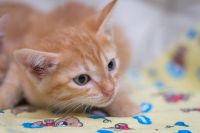 Лот: 5496298. Фото: 3. Отдам котят. Растения и животные