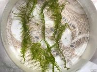 Лот: 15937141. Фото: 7. Мох Анкор Якорный (Anchor moos...