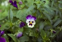 Лот: 16445782. Фото: 4. Sigma AF 17-50mm f/2.8 EX DC OS...