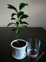 Лот: 1106020. Фото: 2. Лимон - сеянец. Комнатные растения и уход