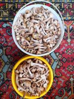 Лот: 25680206. Фото: 2. Опята ведро 6 литров. Продукты