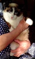 Лот: 13669023. Фото: 2. Котик 6 месяцев в добрые руки. Животные и уход